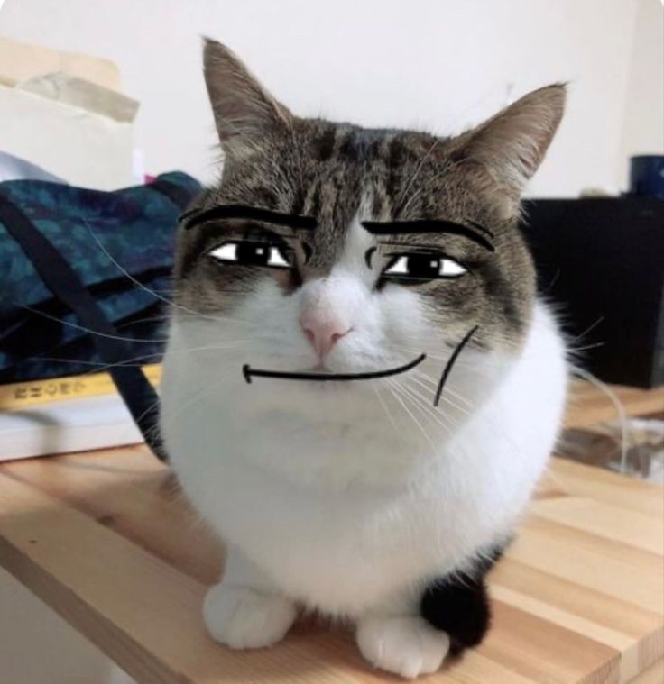 catluvr229